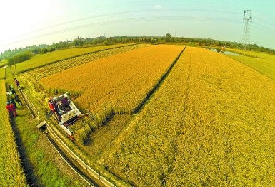 京津冀編制糧食“十三五”規劃