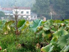 江西：增創(chuàng)江西中醫(yī)藥優(yōu)勢，提升帶動大健康產(chǎn)業(yè)規(guī)劃發(fā)展