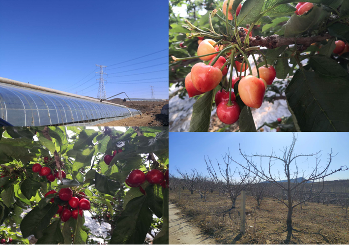 依托海參和大櫻桃兩大優(yōu)勢(shì)特色產(chǎn)業(yè)，瓦房店市開(kāi)啟創(chuàng)建國(guó)家現(xiàn)代農(nóng)業(yè)產(chǎn)業(yè)園新篇章
