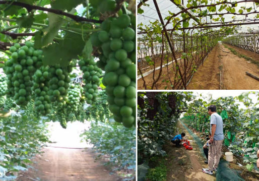 中國(guó)“水果之鄉(xiāng)、海蜇之鄉(xiāng)”蓋州市積極爭(zhēng)創(chuàng)國(guó)家現(xiàn)代農(nóng)業(yè)產(chǎn)業(yè)園