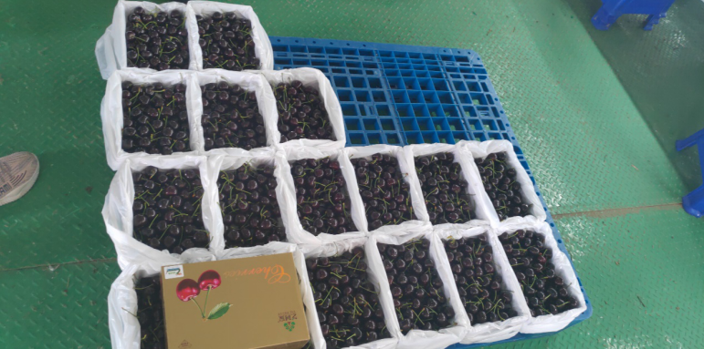 補(bǔ)足短板，迎頭趕上—瓦房店國家現(xiàn)代農(nóng)業(yè)產(chǎn)業(yè)園再出發(fā)